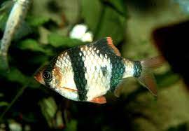 Barbus de Sumatra • Puntigrus tetrazona • Fiche poissons